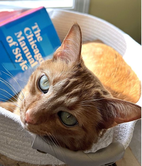 An orange cat lounges in a rope basket with a copy of the Chicago Manual of Style