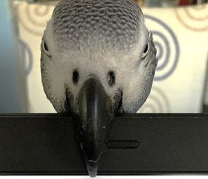 Automated User Emails: Post-Purchase User Journey